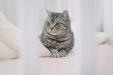 Fototapeta Koty - Scottish straight shorthair cat lying on the bed. Pets, morning, comfort, rest concept