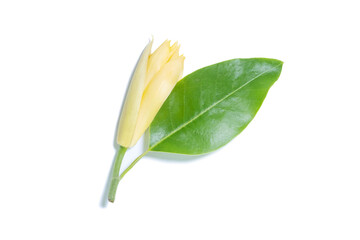 White Champaka Flowers and Green Leaves on white background.