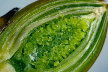 Wall Mural - A cut of a flower bud on a spring tree. View in a microscope