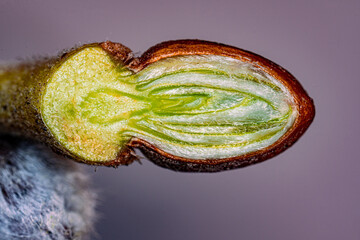 Wall Mural - A cut of a flower bud on a spring tree. View in a microscope