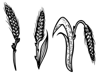 Sticker - Wheat ear spikelet engraving vector illustration. Scratch board style imitation.