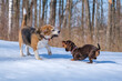 beagle dog playing with a dachshund puppy while walking in a snowy park
