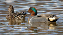 Green Winged Teal Duck On The Lake