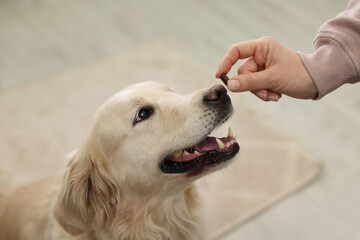 Wall Mural - Woman giving bone shaped pill to cute dog indoors, closeup. Vitamins for animal