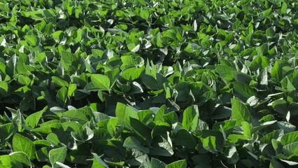 Wall Mural - Green cultivated soybean plants in field with wind blowing, panning agricultural footage, early summer or late spring