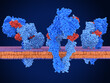 Insulin receptor dimer activated by 3 insulin molecules