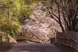 大阪服部緑地・桜の咲く春の風景
