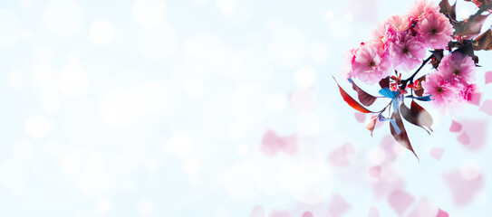 Spring background with pink blooming tree branch and petals, copy space, wide banner