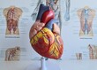 © Nadzeya - Anatomy of human heart and diseases of cardiovascular system