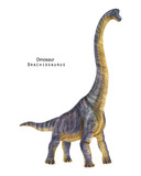 Fototapeta  - Brachiosaurus illustration. Violet long neck dinosaur