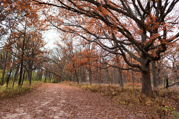 Wall Mural - Empty Trail Covered with Leaves and Lined with Colorful Trees during Autumn at the Waterfall Glen Forest Preserve in Lemont Illinois