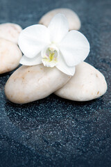 Wall Mural - Spa background with white orchid flower and stone with water drops