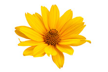 Yellow Daisy Flower