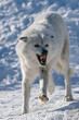 White wolf in the snow at the Yellowstone Grizzly and Wolf Center.  CAPTIVE
