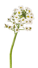 Wall Mural - alyssum flower isolated