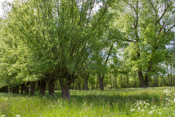 Salix caprea - willow grove