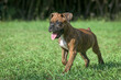 Playful nine week old brindle Boxer dog puppy with tongue hanging out runs on grass lawn