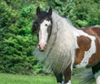 Gypsy Horse filly head portrait
