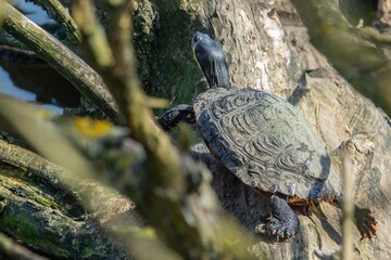 Wall Mural - Schmuckschildkröte