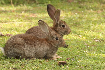 rabbit in the grass