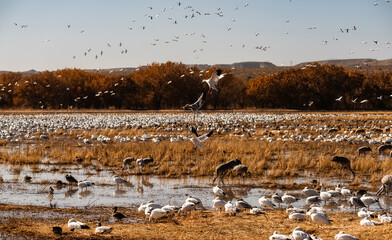 Wall Mural - snow geese migration