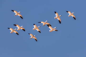 Wall Mural - snow geese migration