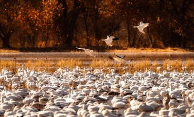 Wall Mural - Snow Geese Migration