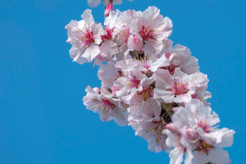 Poster - Mandelblüten