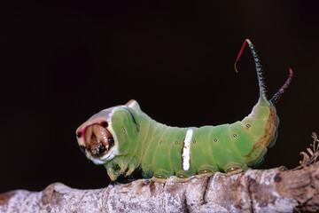 puss moth caterpillar in defensive pose