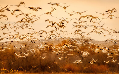 Wall Mural - Snow Geese Migration