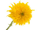 Fototapeta Psy - sunflower flower isolated