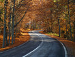 Road through the forest in autumn - fall season