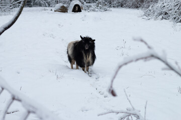 A goat walks through the snow. There is a second goat in the background in an igloo structure. 
