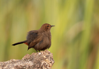 Indian Robin perched on a rock at Bhigwan bird sanctuary Maharashtra