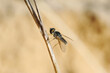 Closeup of the nature of Israel - black fly on a branch
