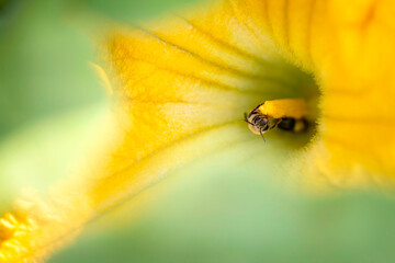 Poster - Bees in Squash flower