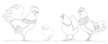 Rooster And Hen Drawing By One Continuous Line Vector