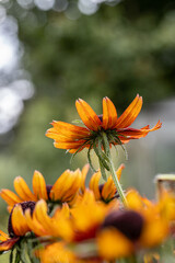 Wall Mural - Detail Rudbeckia bicolor . a perennial plant rudbeckia with yellow with red colors flowers growing in the garden on a summer and autumn day with lovely bokeh.