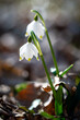Frühlingsknotenblume - Leucojum vernum - Märzenbecher - Großes Schneeglöckchen