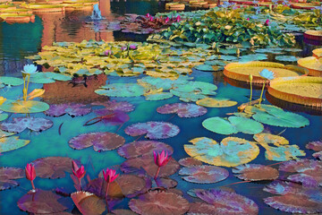 Poster - Large pond with different types of Lillies, and flowers in bloom. 