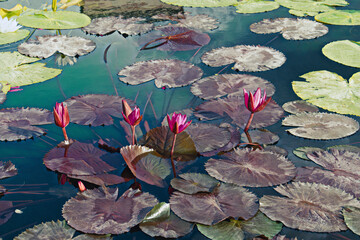 Canvas Print - Large pond with focus on four red lotus flowers in bloom. 