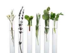 Test Tubes With Natural Essential Oils On White Background