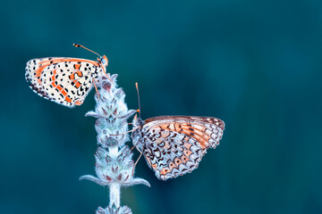 Macro shots, Beautiful nature scene. Closeup beautiful butterfly sitting on the flower in a summer garden.