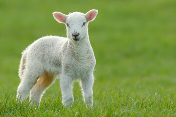 Wall Mural - lambing time in the yorkshire dales. close up of one cute, newborn lamb facing forward in lush green