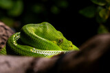 Fototapeta Konie - Green tree python (Morelia viridis)