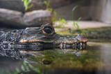 Fototapeta Konie - Dwarf crocodile (Osteolaemus tetraspis)