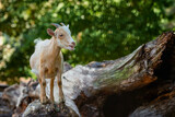 Fototapeta Konie - Goat (Capra hircus)