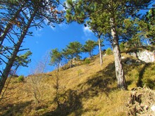 Steep Slopes Covered In Dry Grass And A Group Of Scots Pine Trees On The Slopes In Slovenia