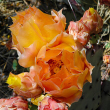 Orange Prickly Pear Cactus Blooms