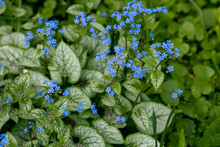 Brunnera Macrophylla. Large Green Leaves And Inflorescences With Small Blue Flowers Have Formed Continuous Thickets.